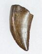 Nanotyrannus Tooth From South Dakota #11911-1